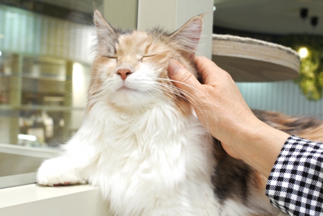 猫を撫でる