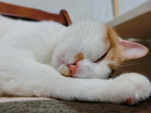 猫の気持ちを理解する