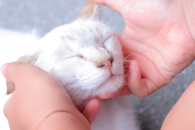ねこちゃんから信頼される5つコツ