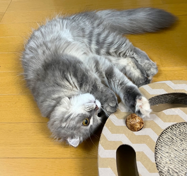 ねこちゃんとの遊び方の基本