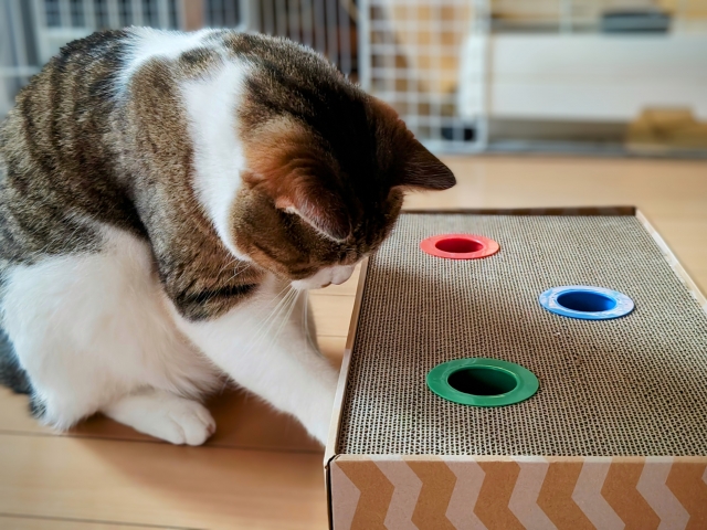 ねこちゃんとの遊びで忘れてはいけないこと