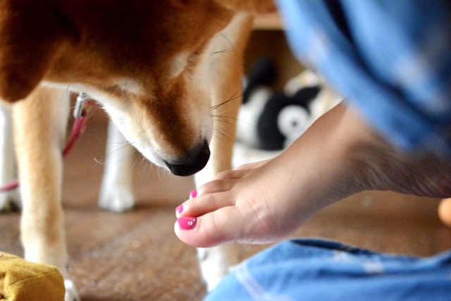 犬がお尻をクンクンするのはなぜ？