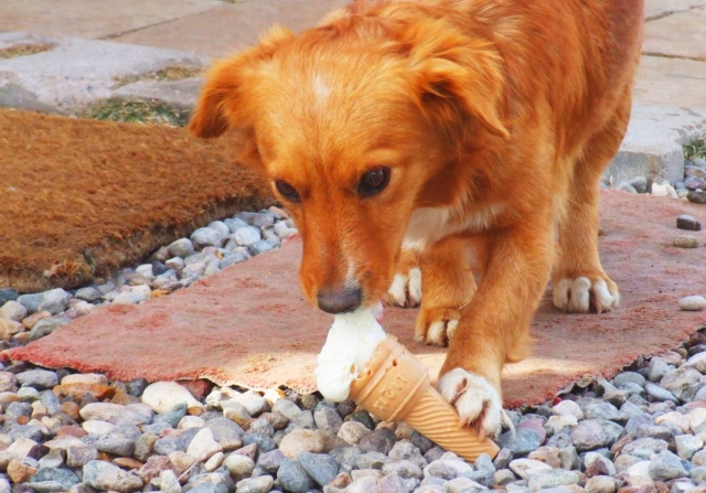 犬の拾い食いがダメな理由とは?やめさせるコツについても解説