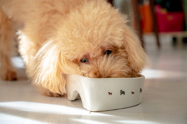 【動物看護士執筆】犬の早食いに要注意！気を付けるポイントをご紹介