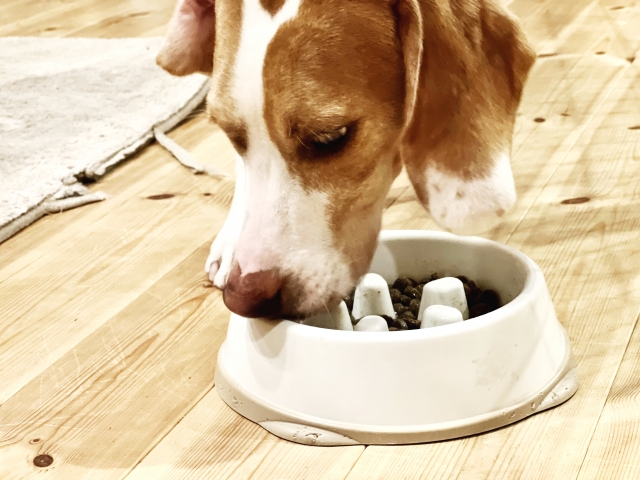 【動物看護士執筆】犬の早食いに要注意！気を付けるポイントをご紹介