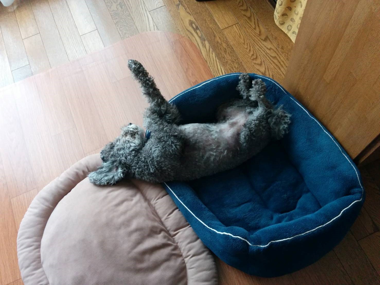 犬が足をピーンと伸ばす理由は？