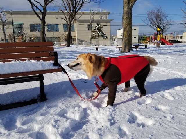 雪道などによる凍傷