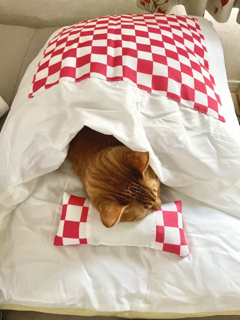 留守番ねこちゃんの冬の寒さ対策