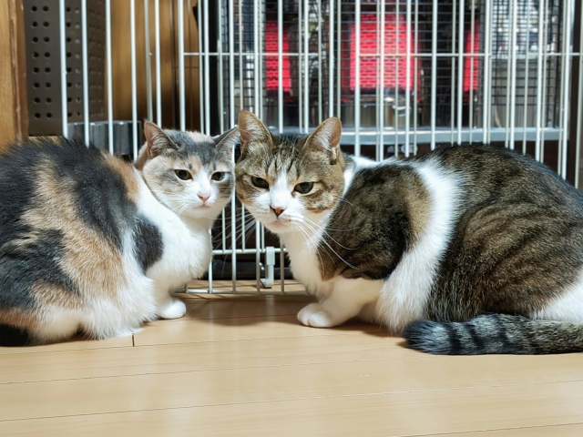 ねこちゃんが健康に冬を過ごすための5つのポイント