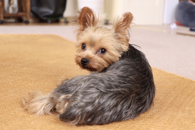 犬の拾い食いがダメな理由とは?やめさせるコツについても解説