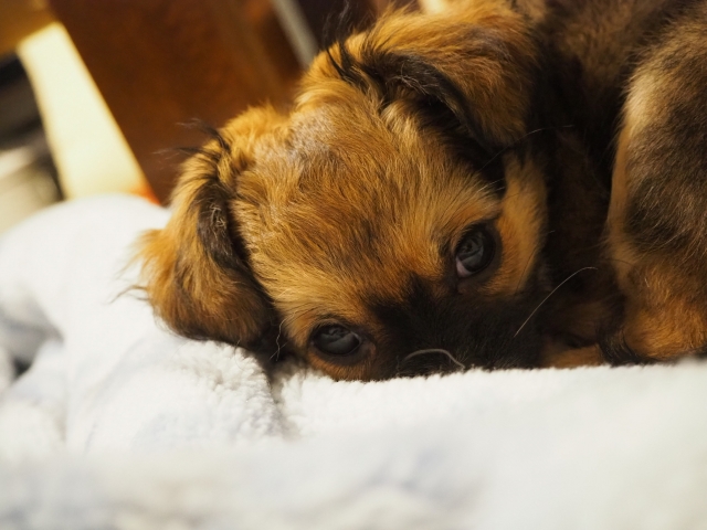 【動物看護士執筆】犬の早食いに要注意！気を付けるポイントをご紹介