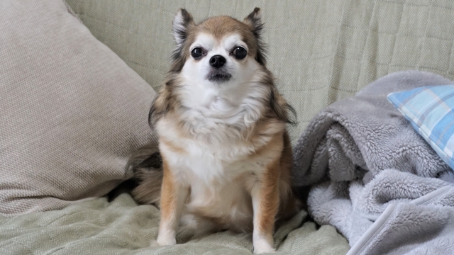 【動物看護士執筆】犬の早食いに要注意!気を付けるポイントをご紹介