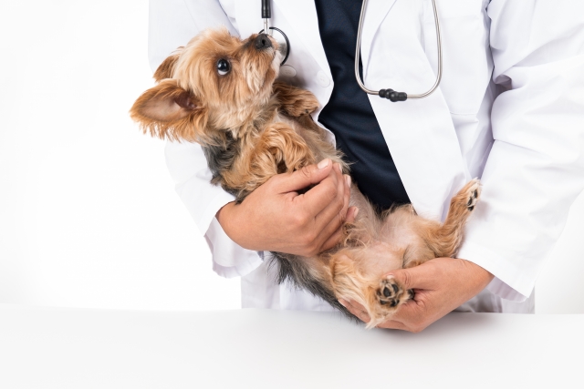 犬の拾い食いがダメな理由とは?やめさせるコツについても解説