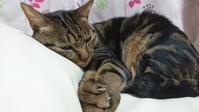 猫はなぜ爪とぎをするの?上手なしつけと防止方法をご紹介