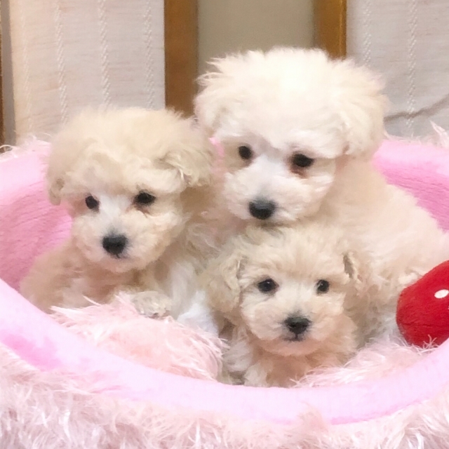 3月23日は世界子犬の日「National Puppy Day」
