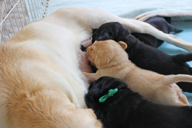 3月23日は世界子犬の日「National Puppy Day」