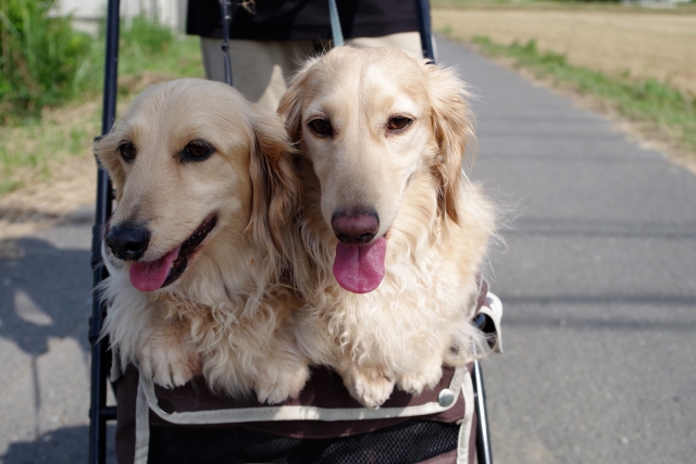 愛犬と一緒に新生活を楽みましょう！