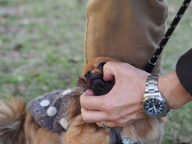 犬の拾い食いがダメな理由とは?やめさせるコツについても解説