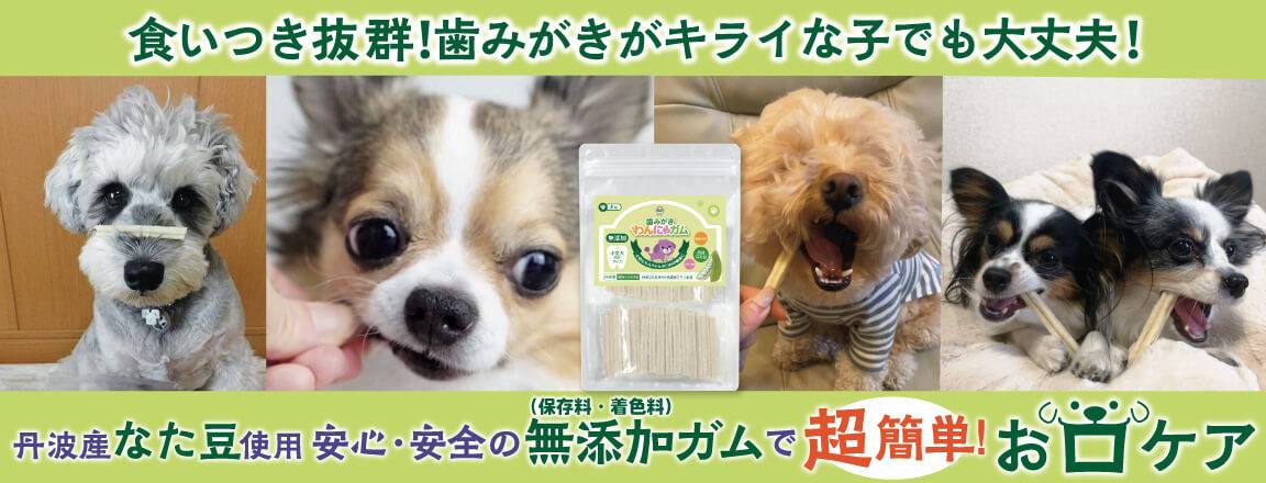 歯磨きガム