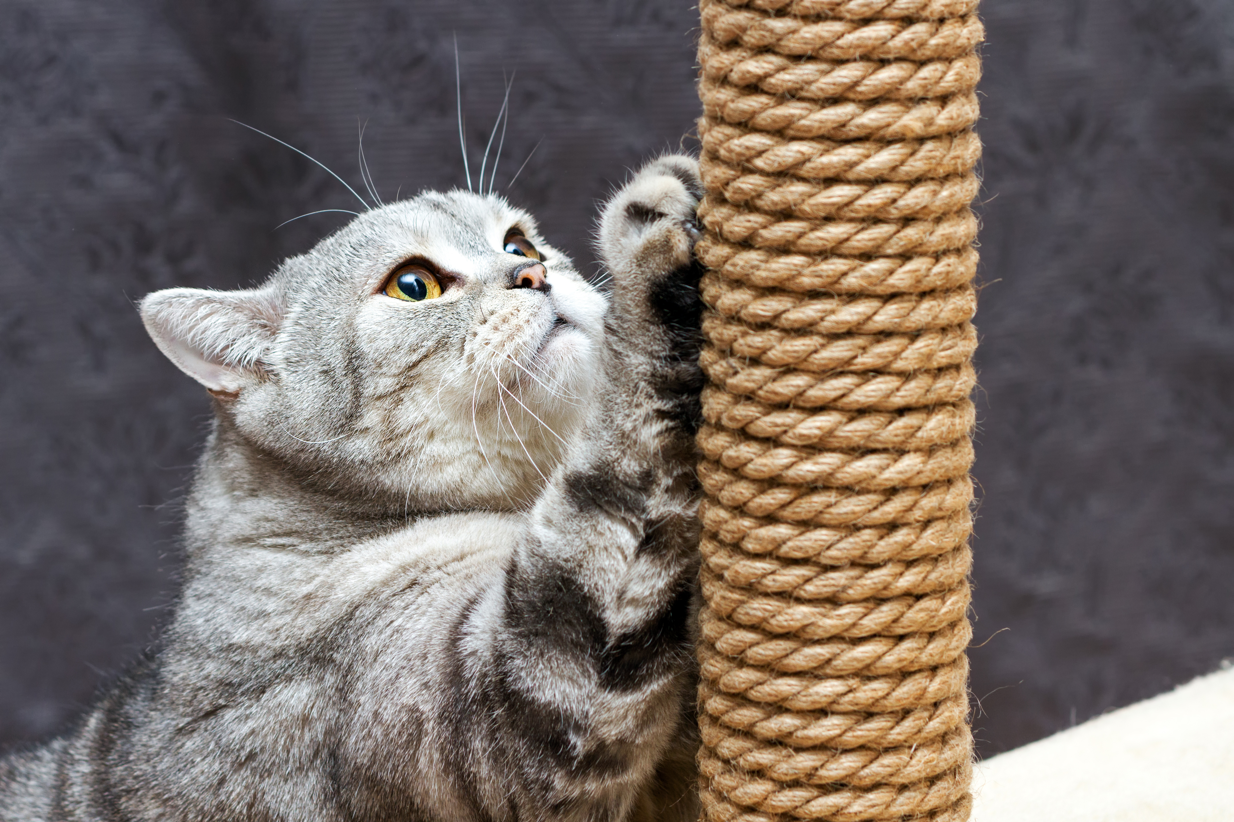 猫はなぜ爪とぎをするの?上手なしつけと防止方法をご紹介