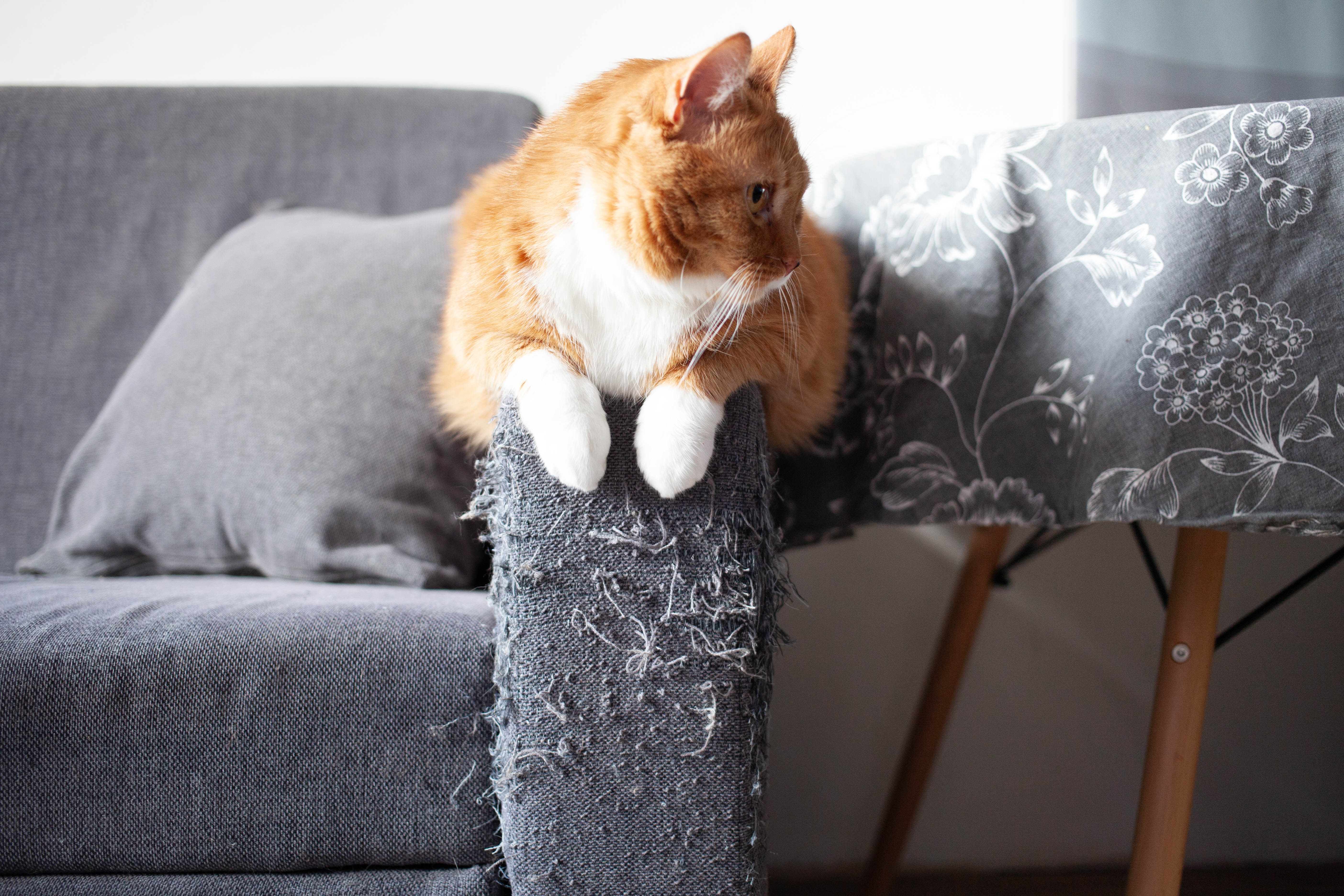 猫はなぜ爪とぎをするの?上手なしつけと防止方法をご紹介