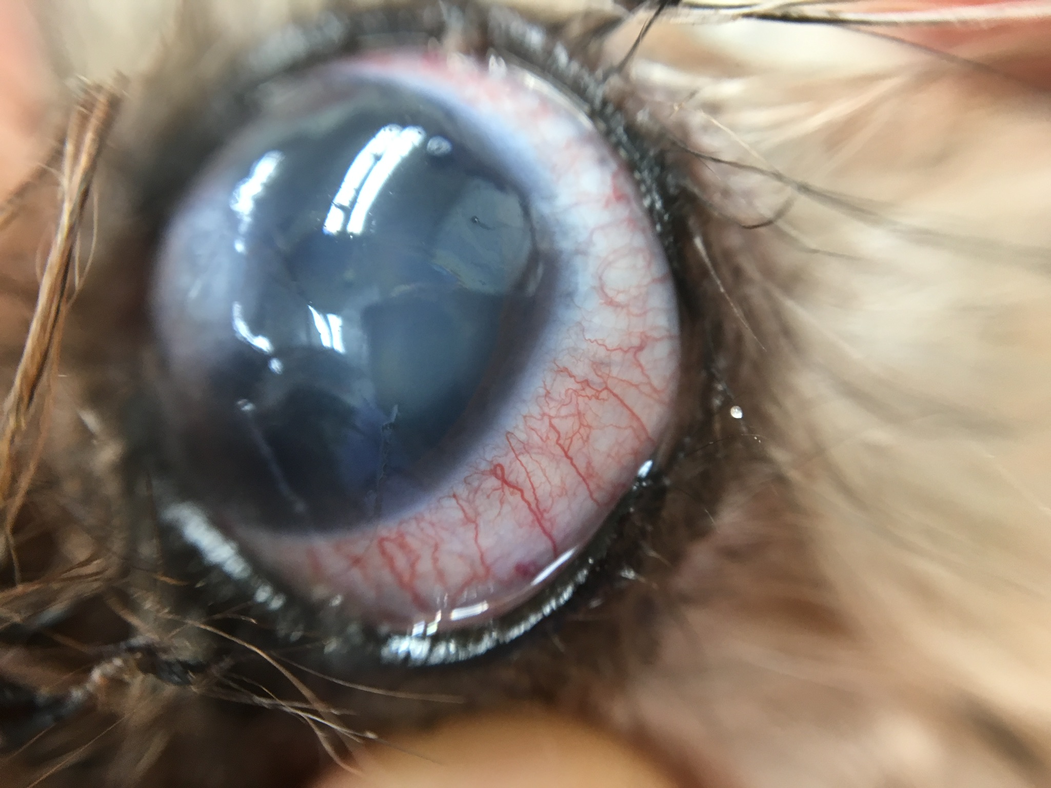 気付かないと失明する恐れも…!?犬猫が「目が白い」ときに考えられる原因