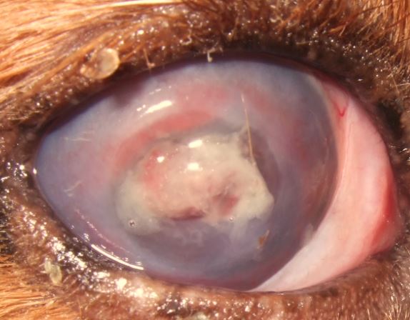 気付かないと失明する恐れも…!?犬猫が「目が白い」ときに考えられる原因