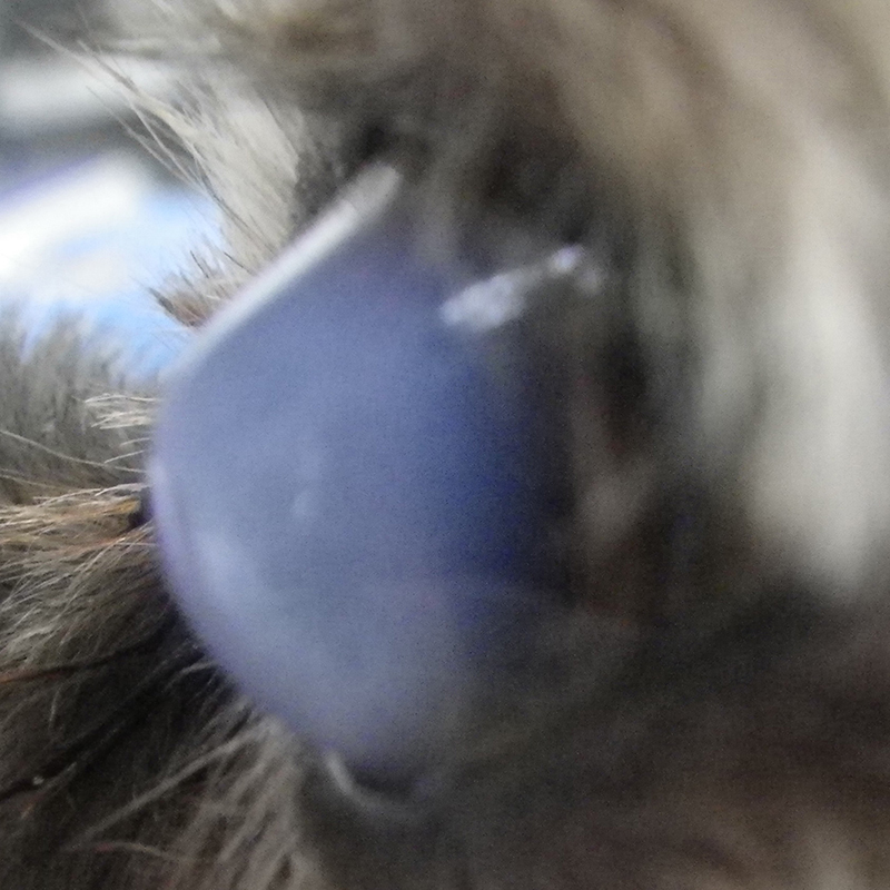 気付かないと失明する恐れも…!?犬猫が「目が白い」ときに考えられる原因