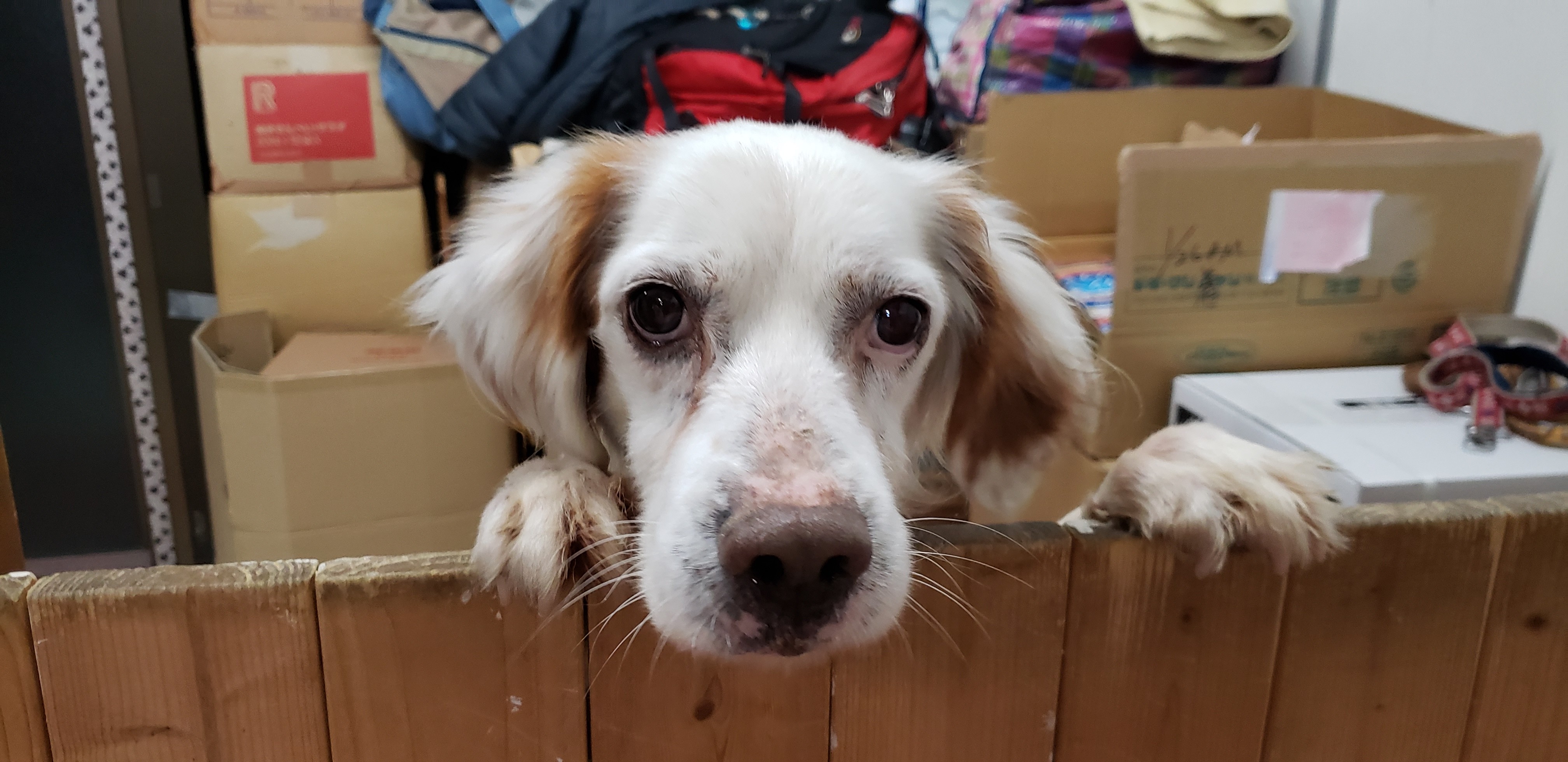 保護犬団体や里親さんの生の声は?保護犬・保護猫の幸せのために私たちができること~後編~