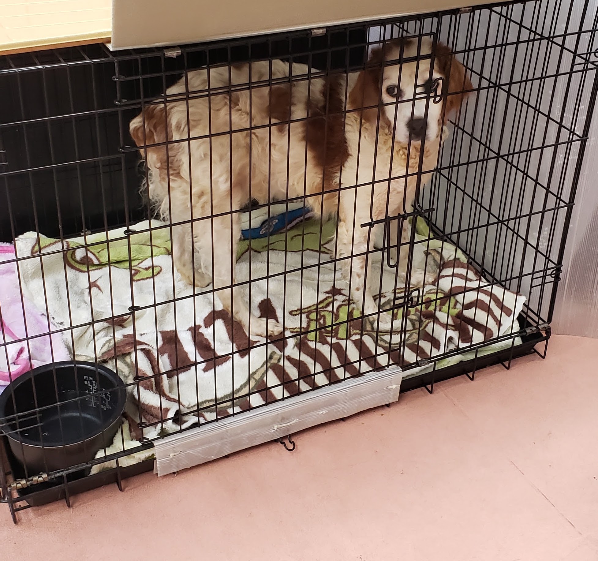 保護犬団体や里親さんの生の声は?保護犬・保護猫の幸せのために私たちができること~後編~