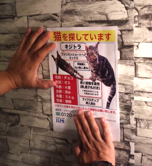 猫探しは真夜中が勝負！見つけるコツは「狭い場所」をくまなくチェック