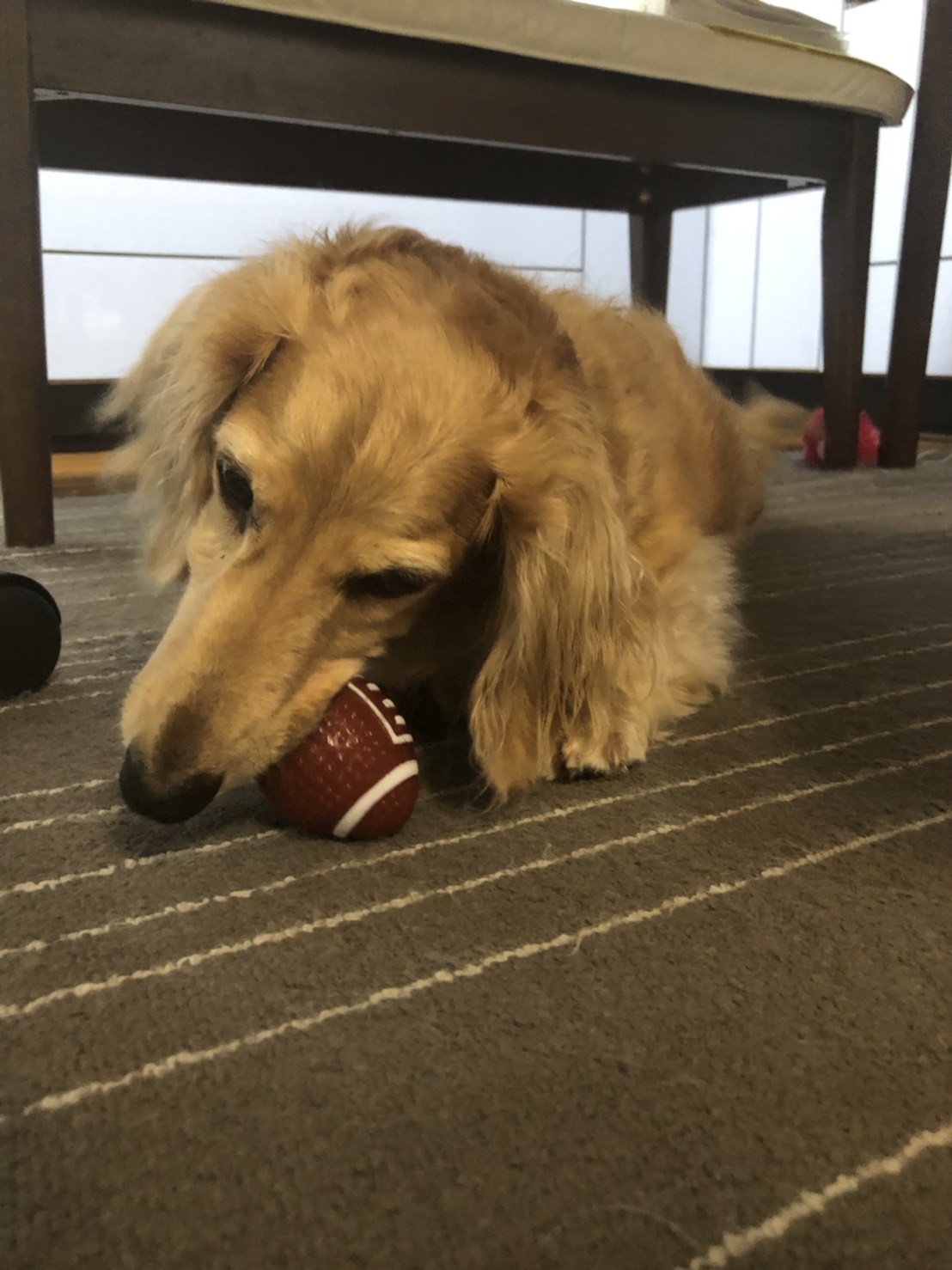 100均で手に入る！犬用おもちゃ選びのコツ＆効果的な遊び方をドッグトレーナーが解説   