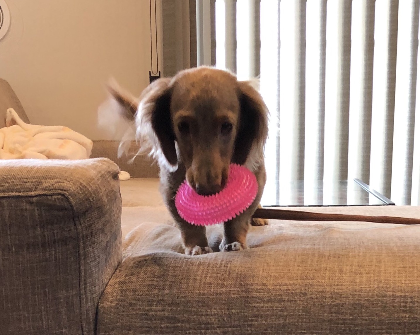 100均で手に入る！犬用おもちゃ選びのコツ＆効果的な遊び方をドッグトレーナーが解説   