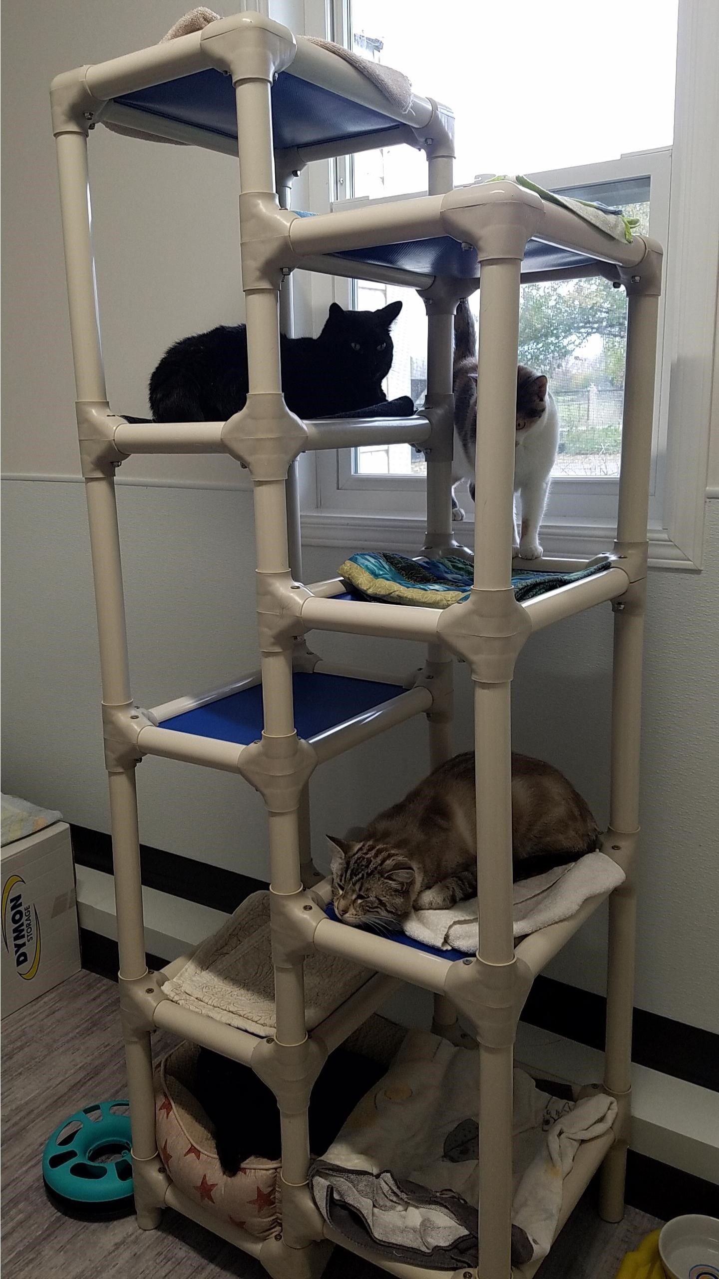 シェルターに特化した獣医療を導入!カナダの動物保護施設「Lanark Animal Welfare Society」で動物保護事情を学ぶ