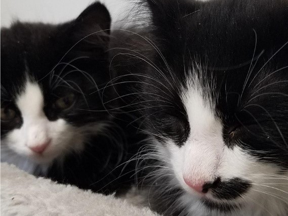 シェルターに特化した獣医療を導入!カナダの動物保護施設「Lanark Animal Welfare Society」で動物保護事情を学ぶ