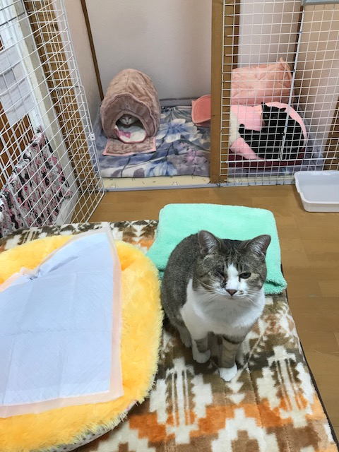 ペットロス体験談…悲しみを乗り越えた理由、新しい家族を迎えたきっかけは?愛犬・愛猫との別れを経験して
