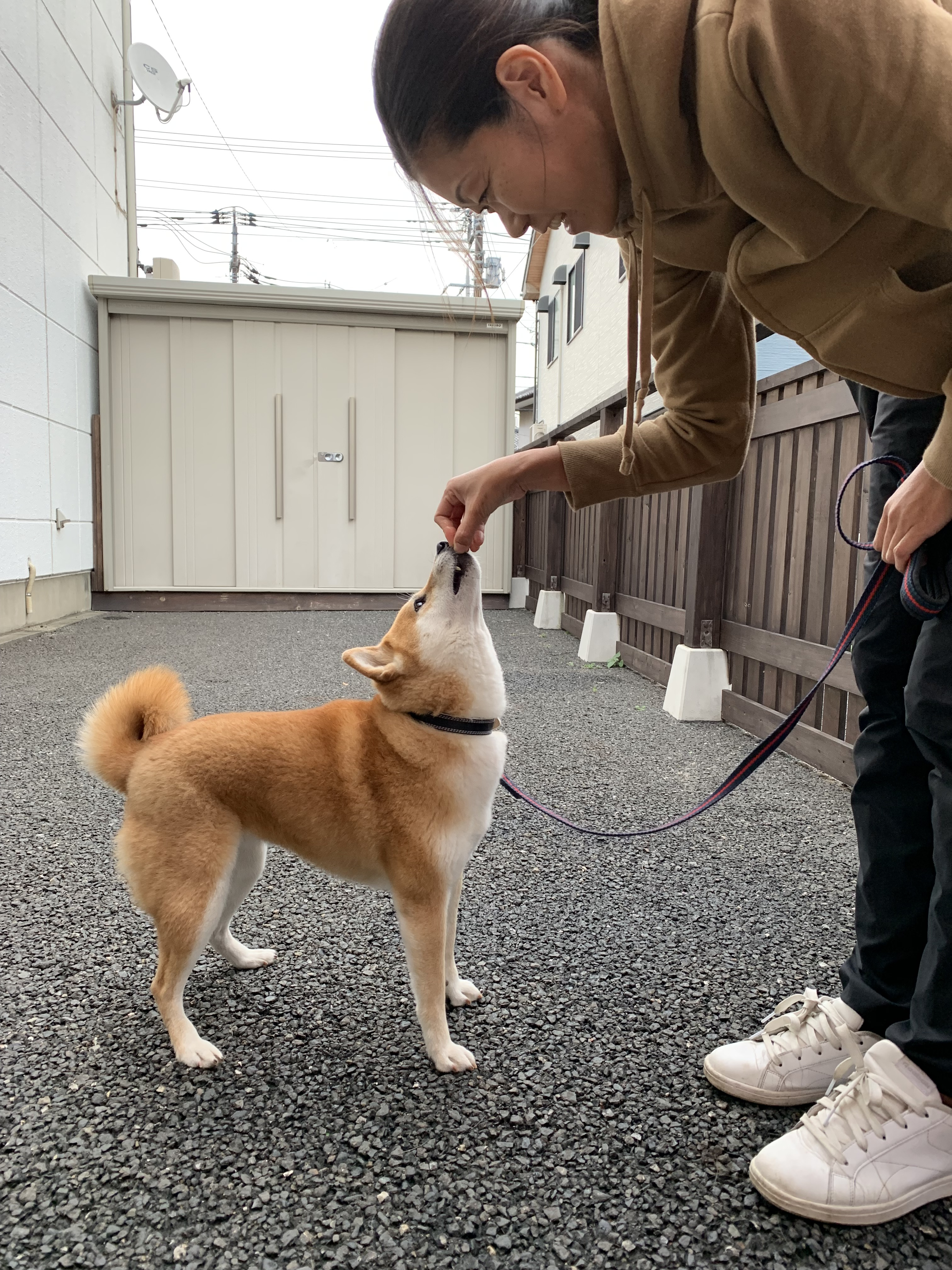 避難所で落ち着いて過ごすためには…?今日からはじめる!ペットの防災対策〜ドッグトレーナー編・後編~