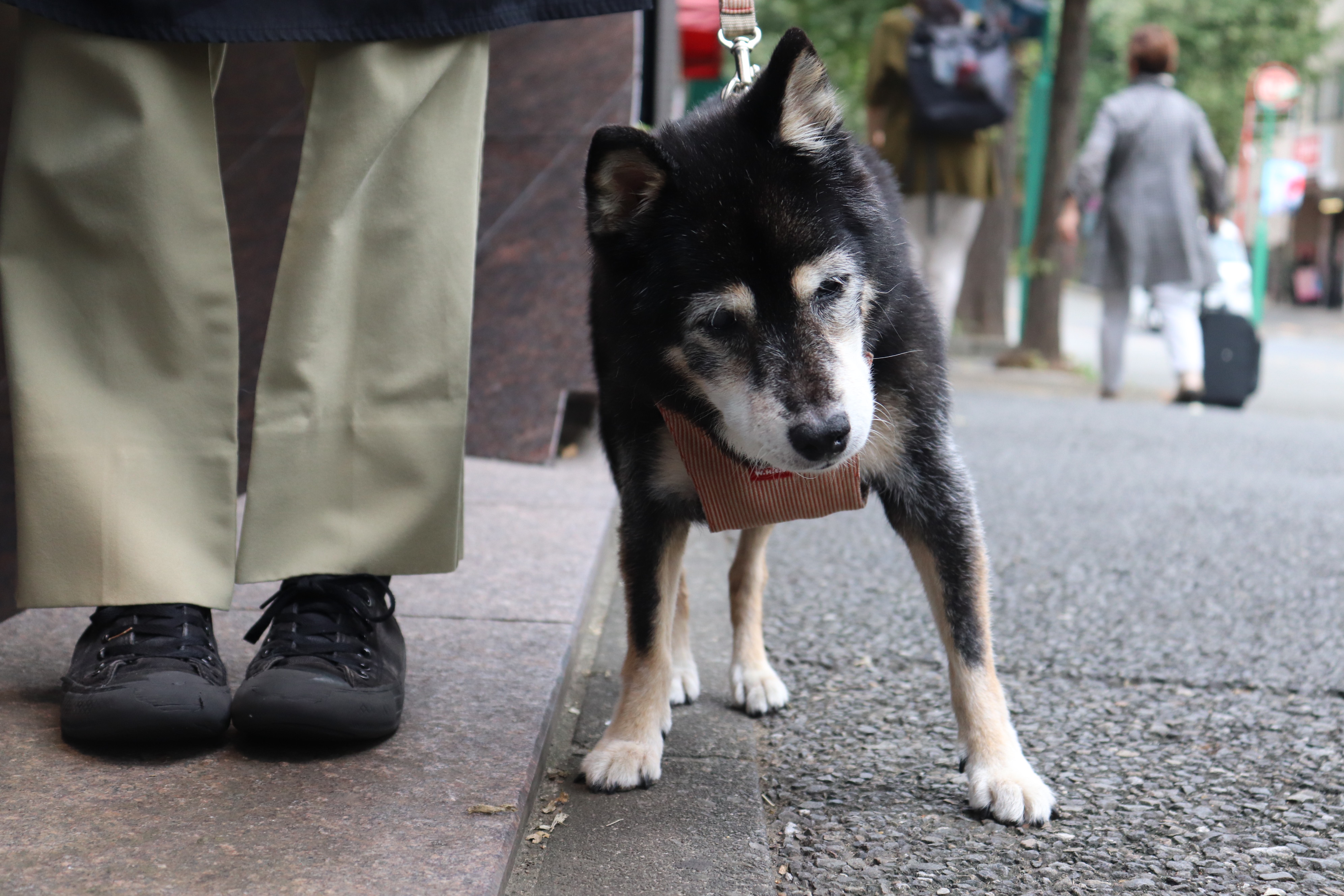 「老犬ホーム」ってどんな施設？シニア犬のこれからと、老犬ホームが果たす意味を考える