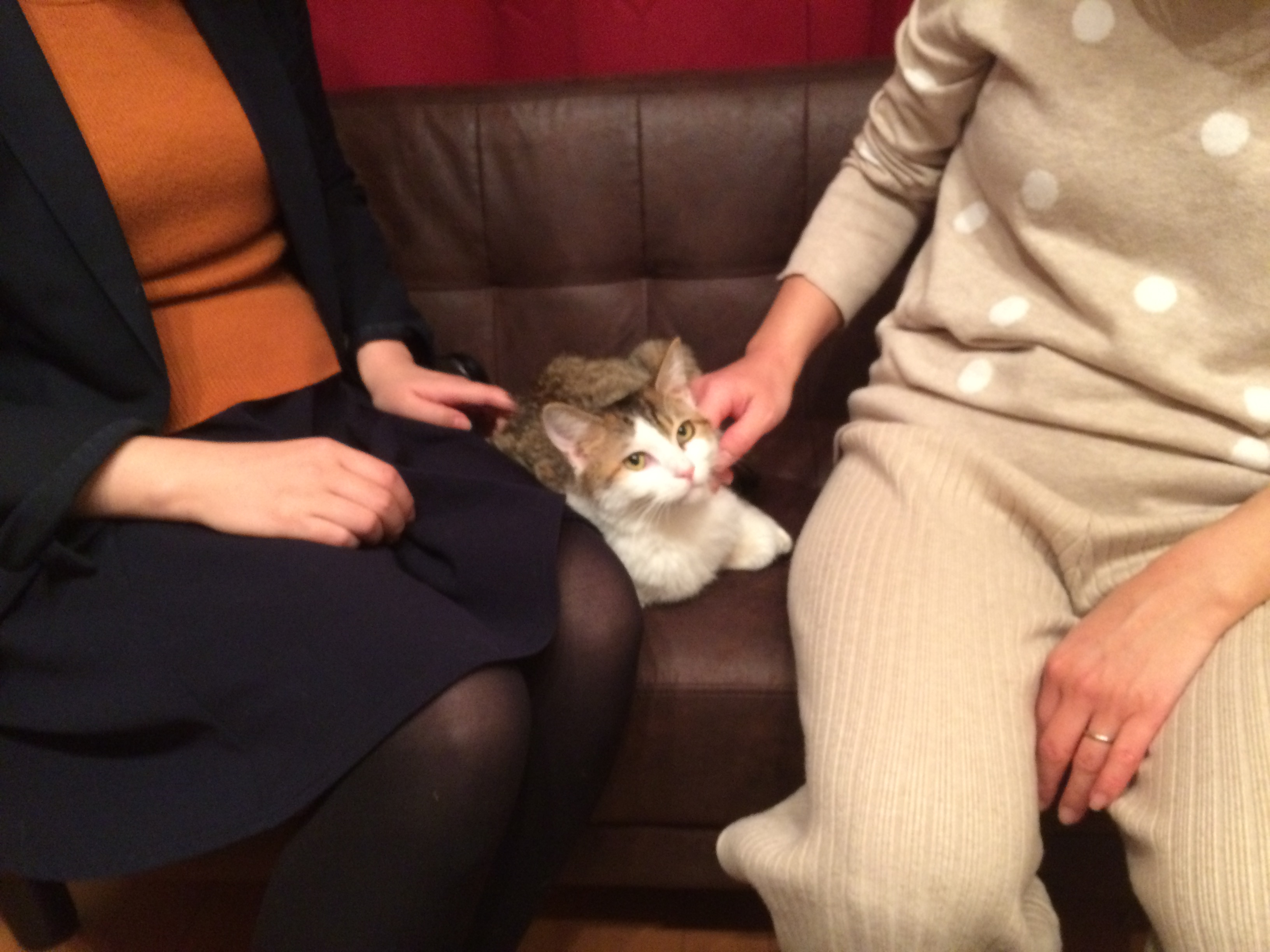 保護犬団体や里親さんの生の声は?保護犬・保護猫の幸せのために私たちができること~後編~