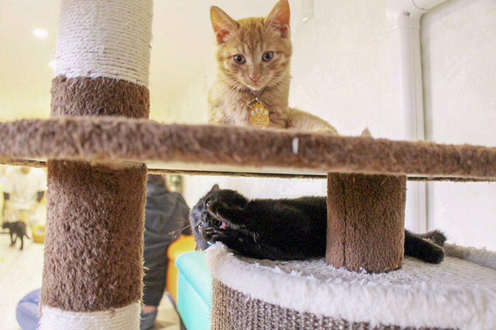 まるで猫の幼稚園!2階建てバスを改装した保護猫カフェ『ひだまり号』の取り組み