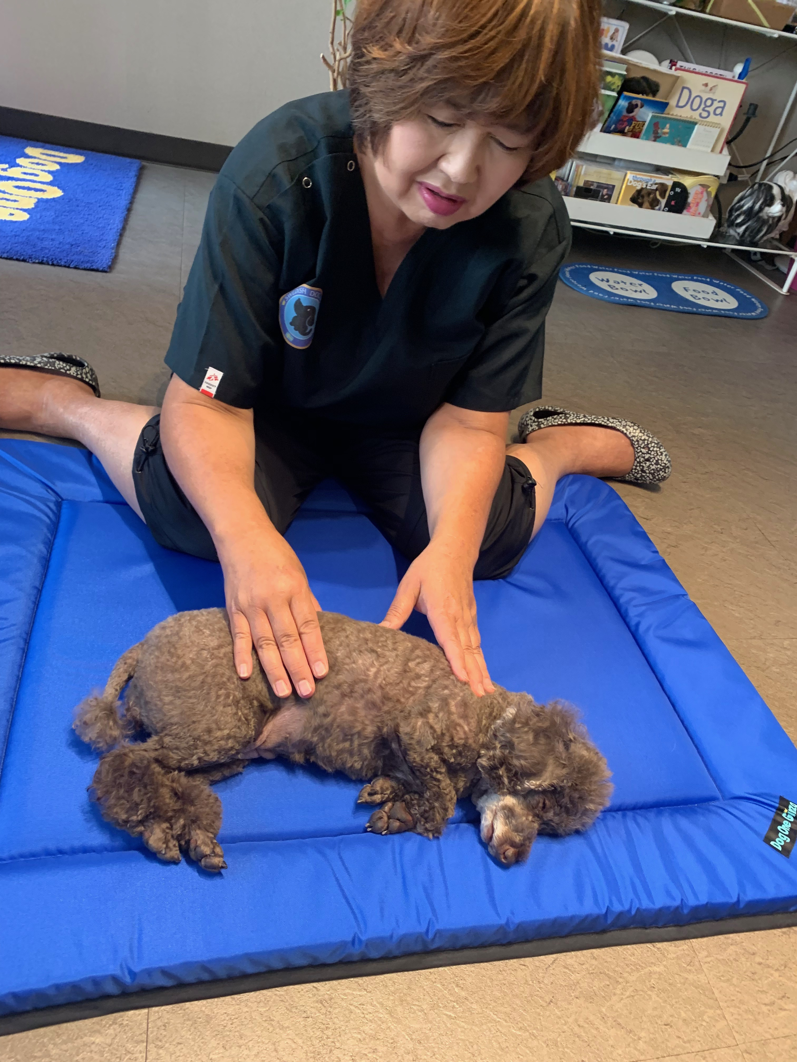 プロに学ぶ！スウェーデン式「ドッグマッサージ」で愛犬の体を整えよう