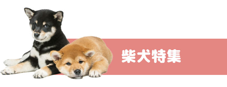 柴犬特集