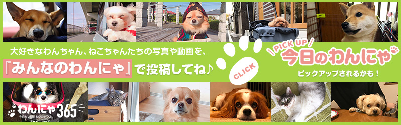 みんなのわんにゃ