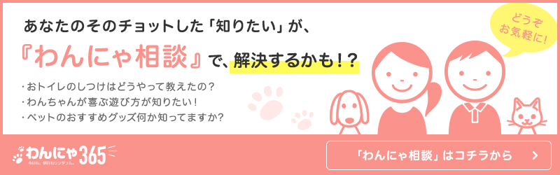 わんにゃ相談
