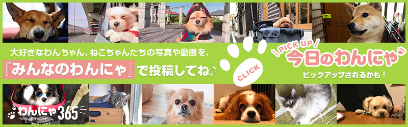 みんなのわんにゃ
