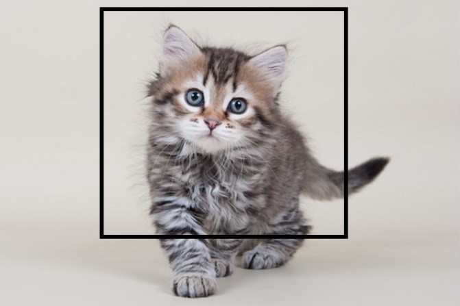 ペットが他の動物になったらどんな顔?最先端のコンピューター技術を用いたサービスを紹介~猫編~