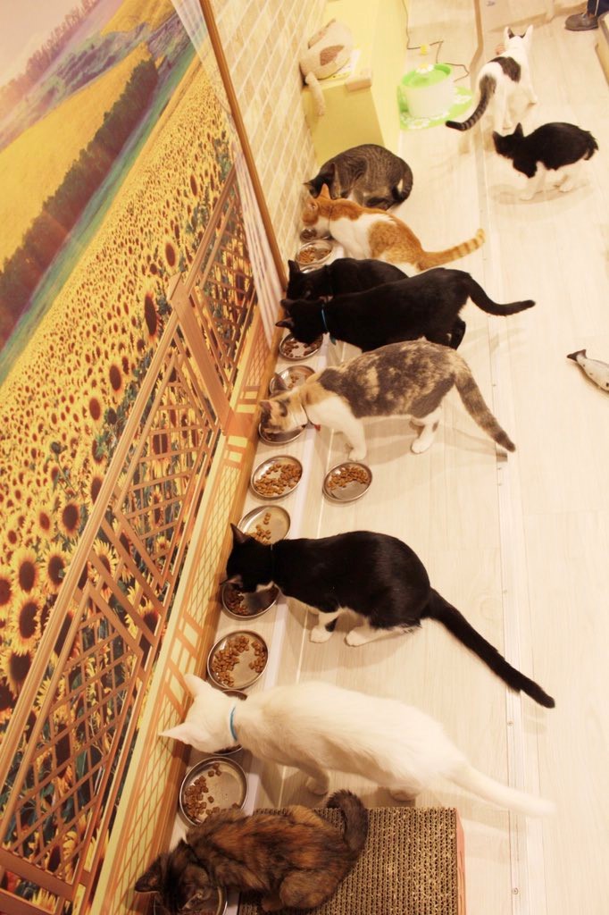 まるで猫の幼稚園!2階建てバスを改装した保護猫カフェ『ひだまり号』の取り組み