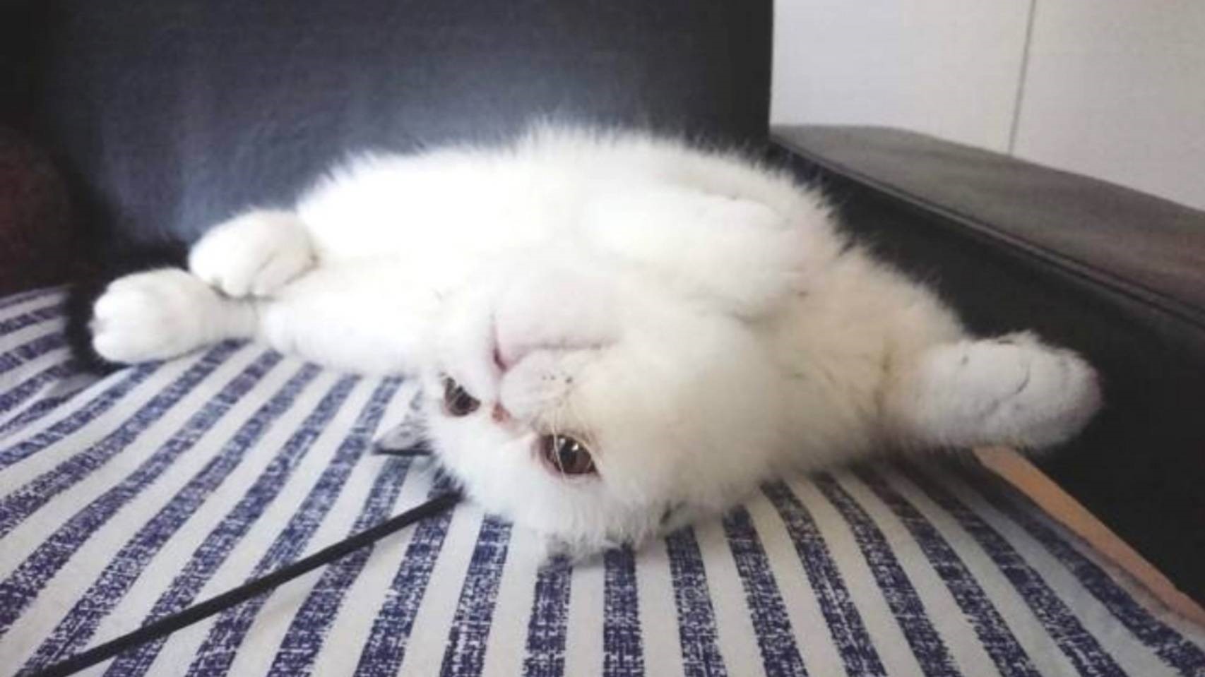 なんて幸せそうなの…♡無防備な寝姿にキュン! インスタから「ヘソ天」猫を紹介
