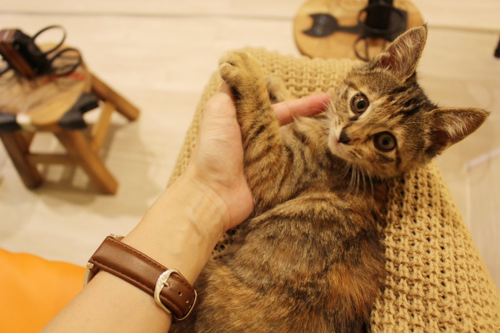 まるで猫の幼稚園!2階建てバスを改装した保護猫カフェ『ひだまり号』の取り組み
