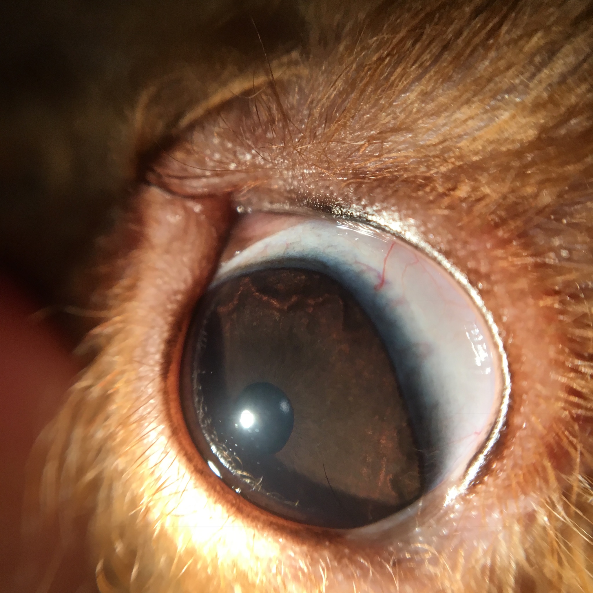充血だけじゃない!愛犬の「目が赤い」ときに考えられる病気を症例写真と共に解説